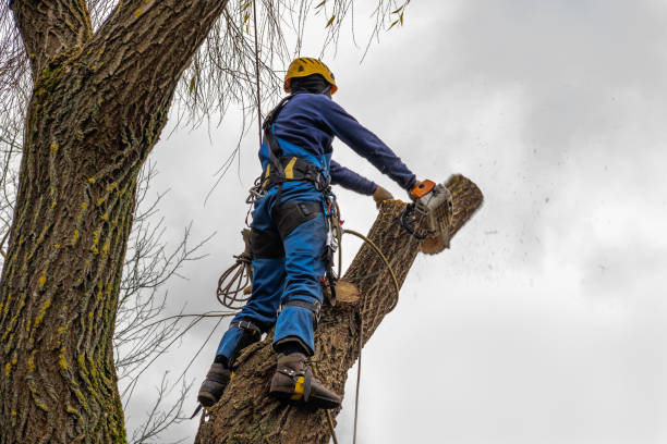 Best Tree Trimming and Pruning  in Marionville, MO