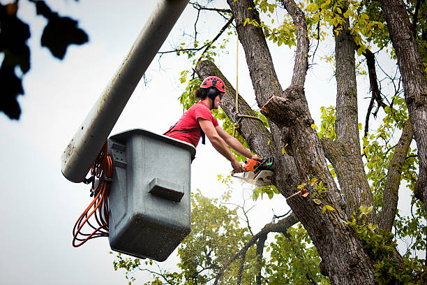 Reliable Marionville, MO Tree Services Solutions