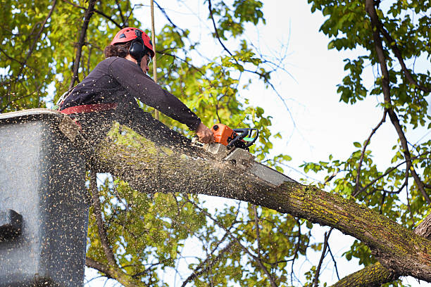 How Our Tree Care Process Works  in Marionville, MO